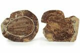 Ordovician Trilobite (Dikelokephalina) - Ouled Slimane, Morocco #233897-2